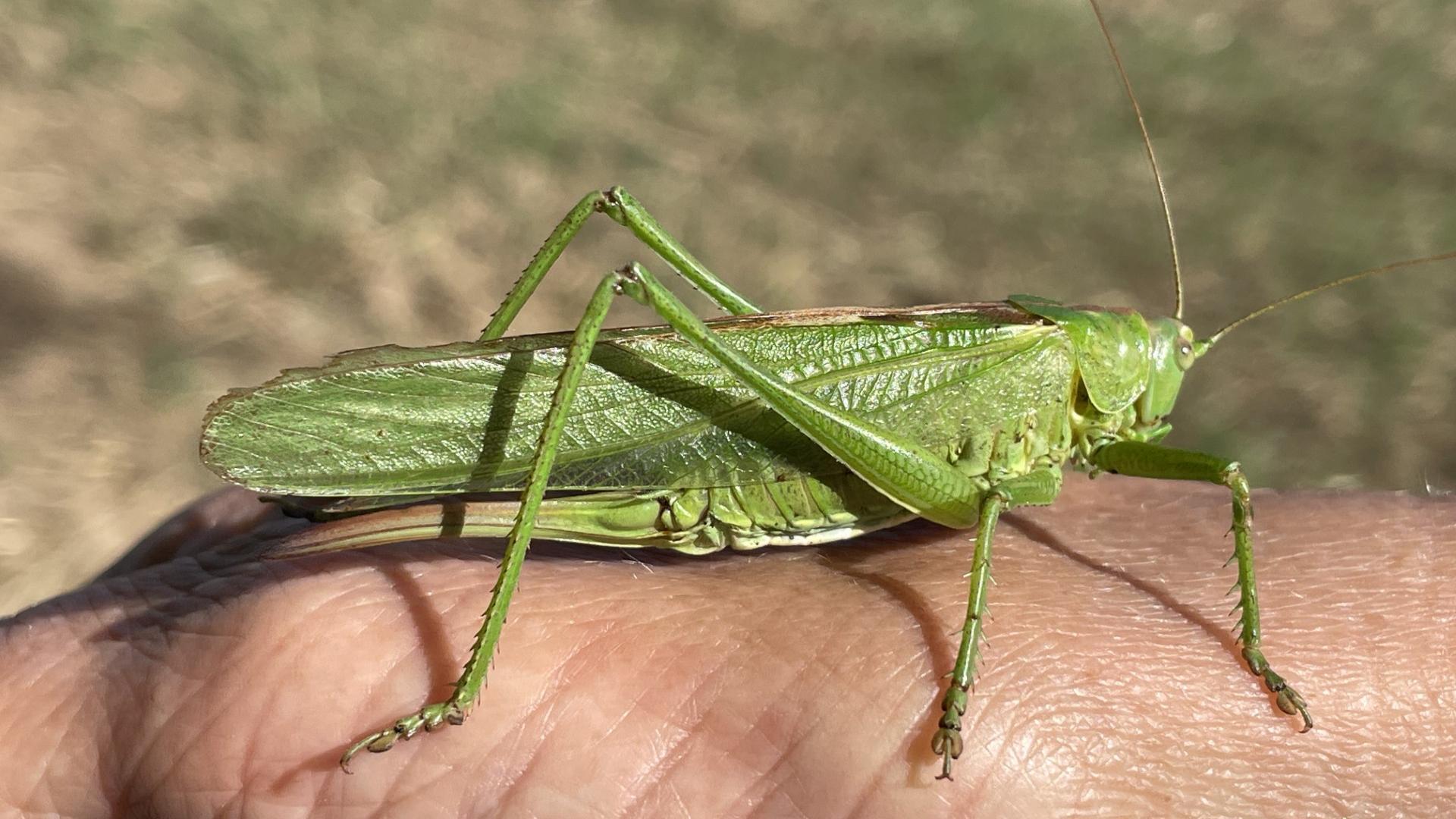 „Dass wir in der Verbundenheit mit allen Lebewesen zu einer universalen Familie werden und die Erde, auf der wir leben, unser gemeinsam bewohntes Haus ist.“